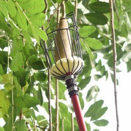 Beth ddylwn i roi sylw iddo wrth gynaeafu afalau?