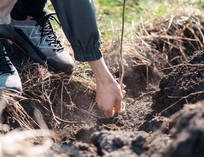 Camau Chwareus i Gloddio Trwy Wreiddiau