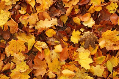 If-Winter-comes-can-Spring-be-far-behind If-Winter-comes-can-Spring-be-far-behind